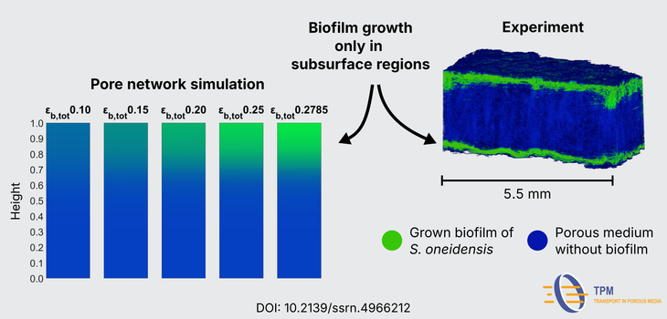 Comparison biofilm growth pore network simulation with experiment