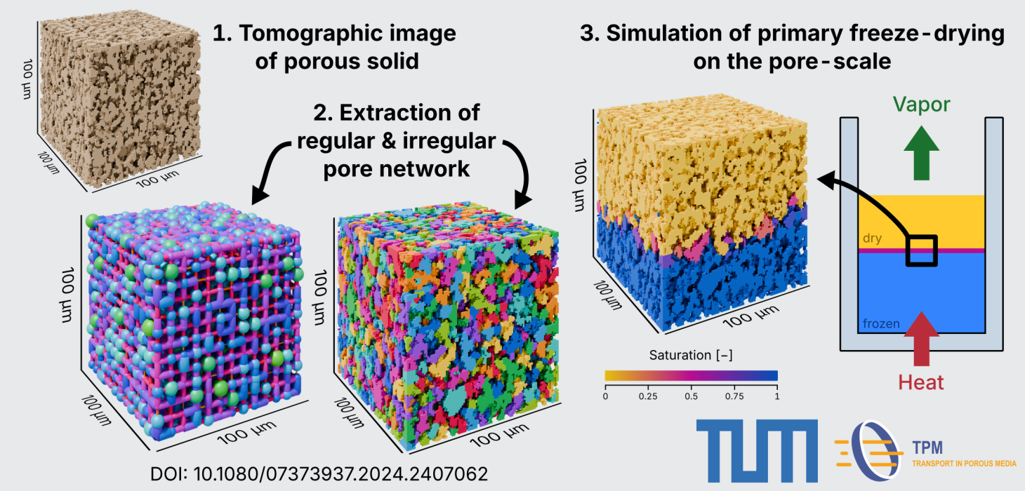 Pore-scale study of coupled heat and mass transfer during primary freeze-drying using an irregular pore network model