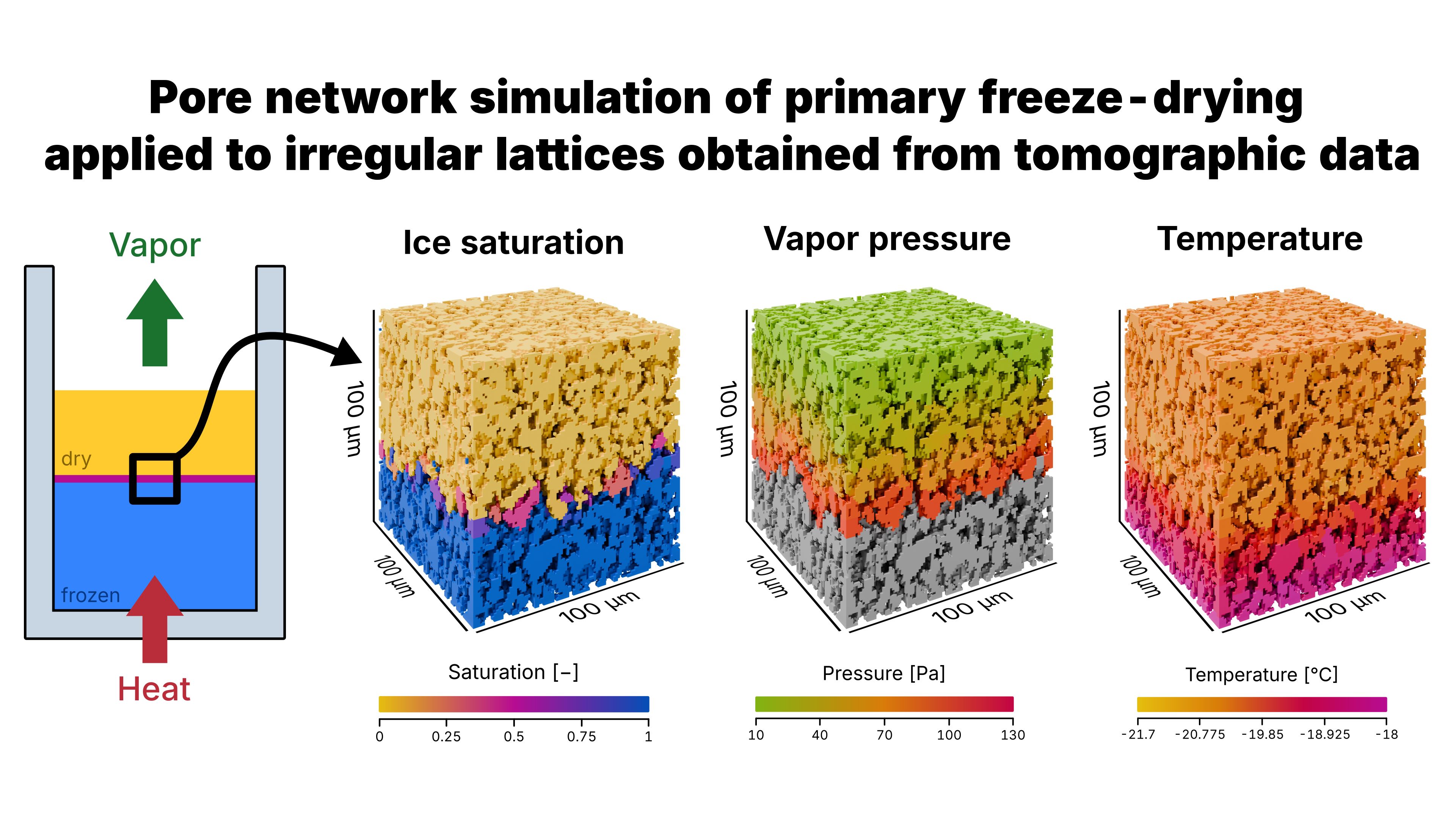 A freeze-drying pore network model